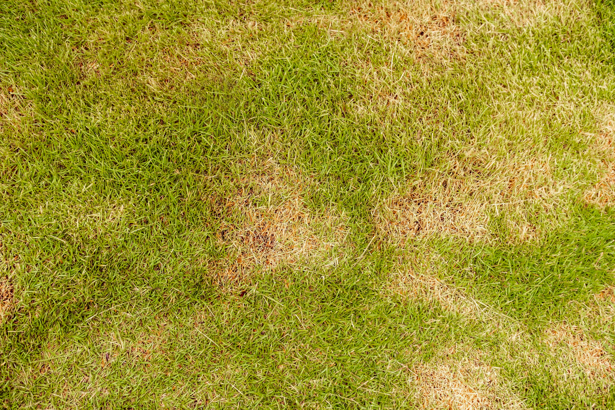 Spotty Lawn? These Pests Could Be Why