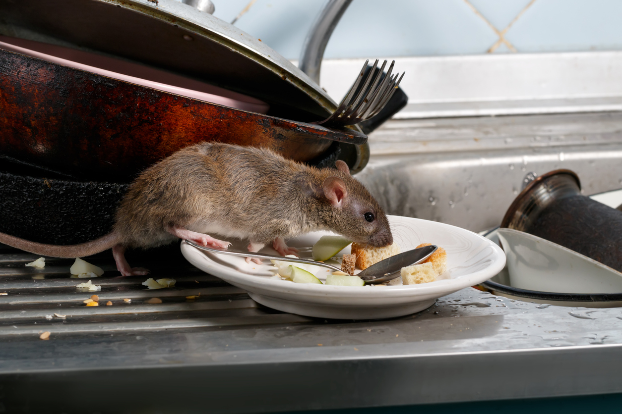 Brown rat on a plate of food in a sink.