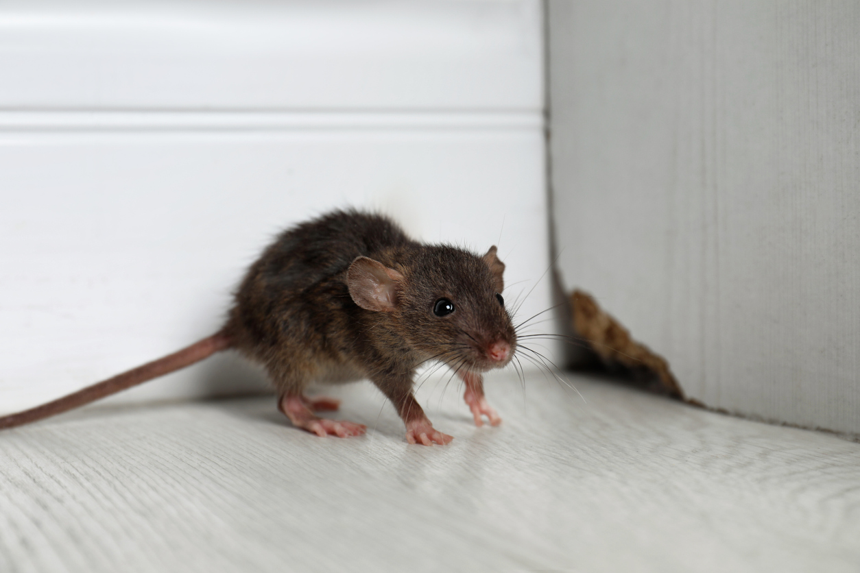 Small brown rat in the corner of a white cabinet.