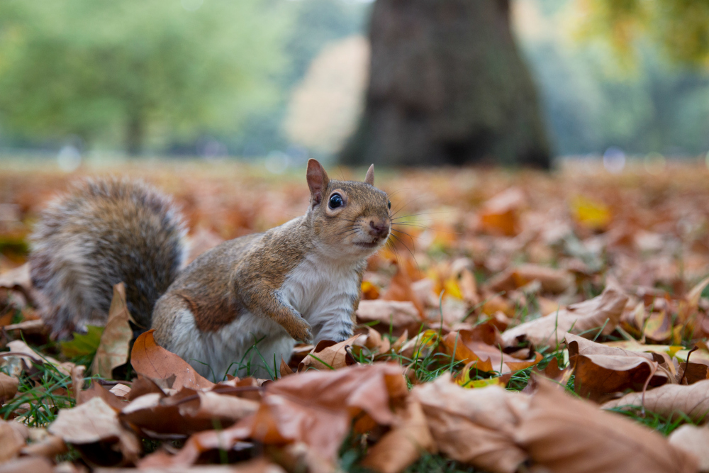 squirrel_among_leaves_reduced.jpg