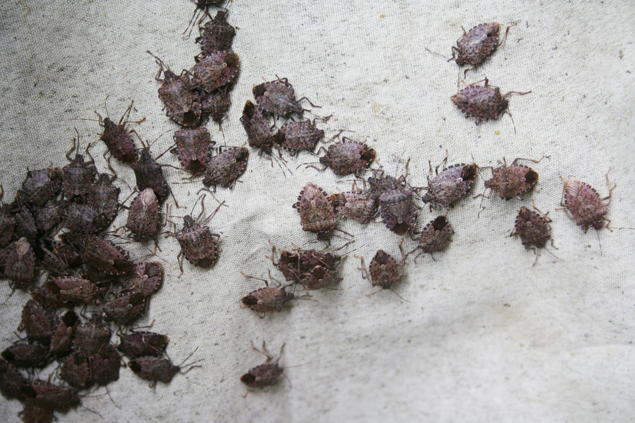 Many stink bugs on a white wall.