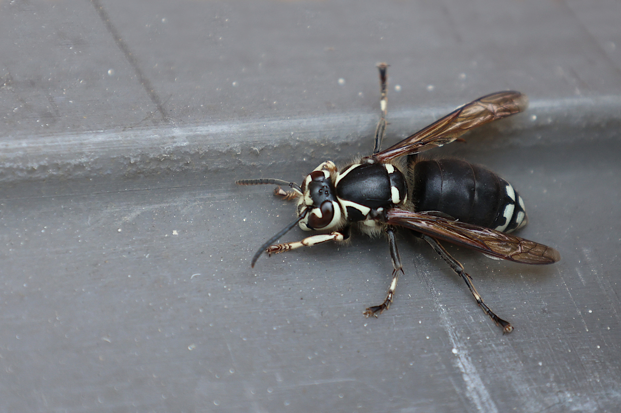 Black and white wasp on the side of a house.