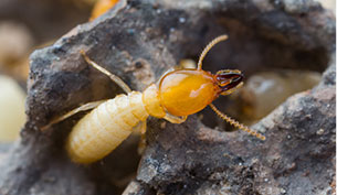 Termite threats: Subterranean and Drywood Termites