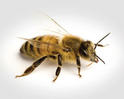 Africanized “Killer” Bees