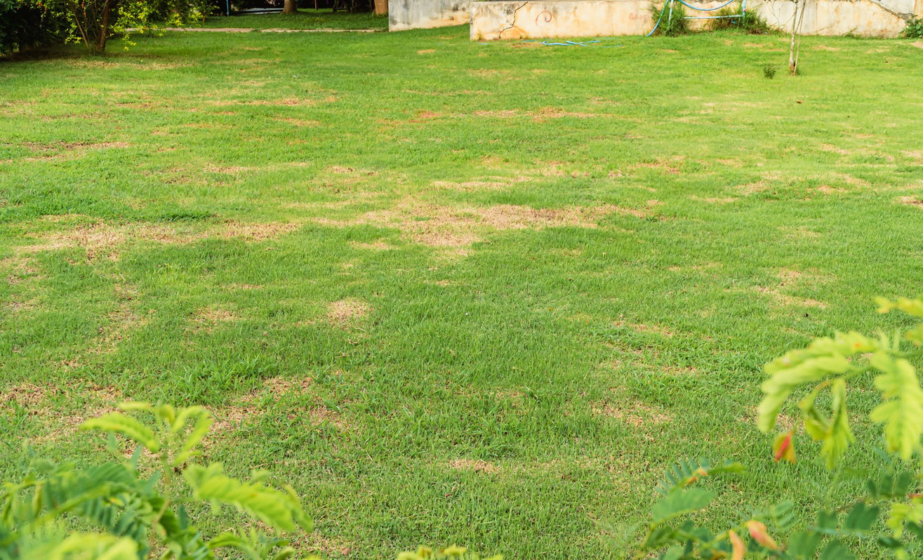 5 Pests That Can Damage Your Lawn