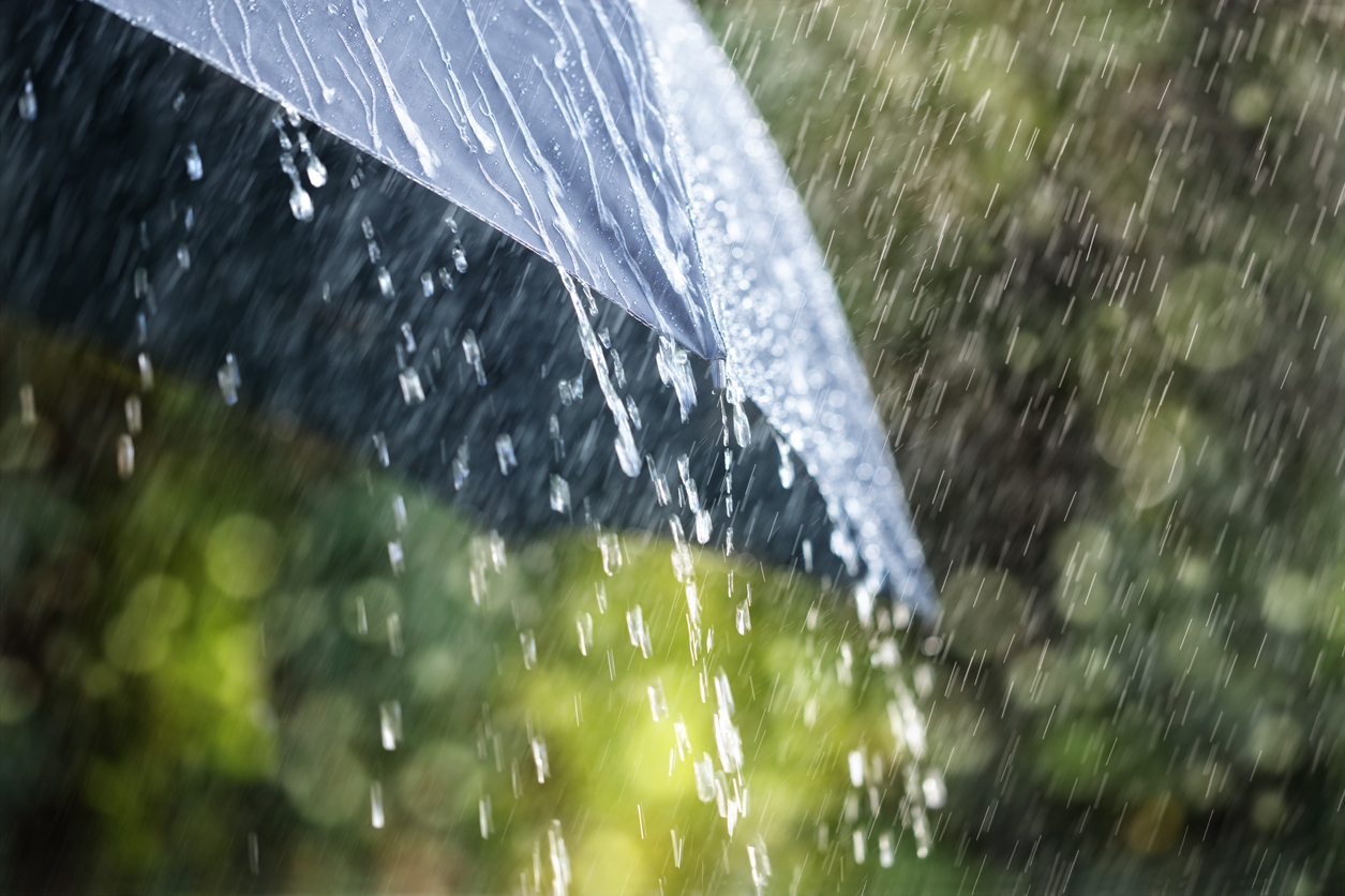 Heavy Rain Means More Fleas and Ticks