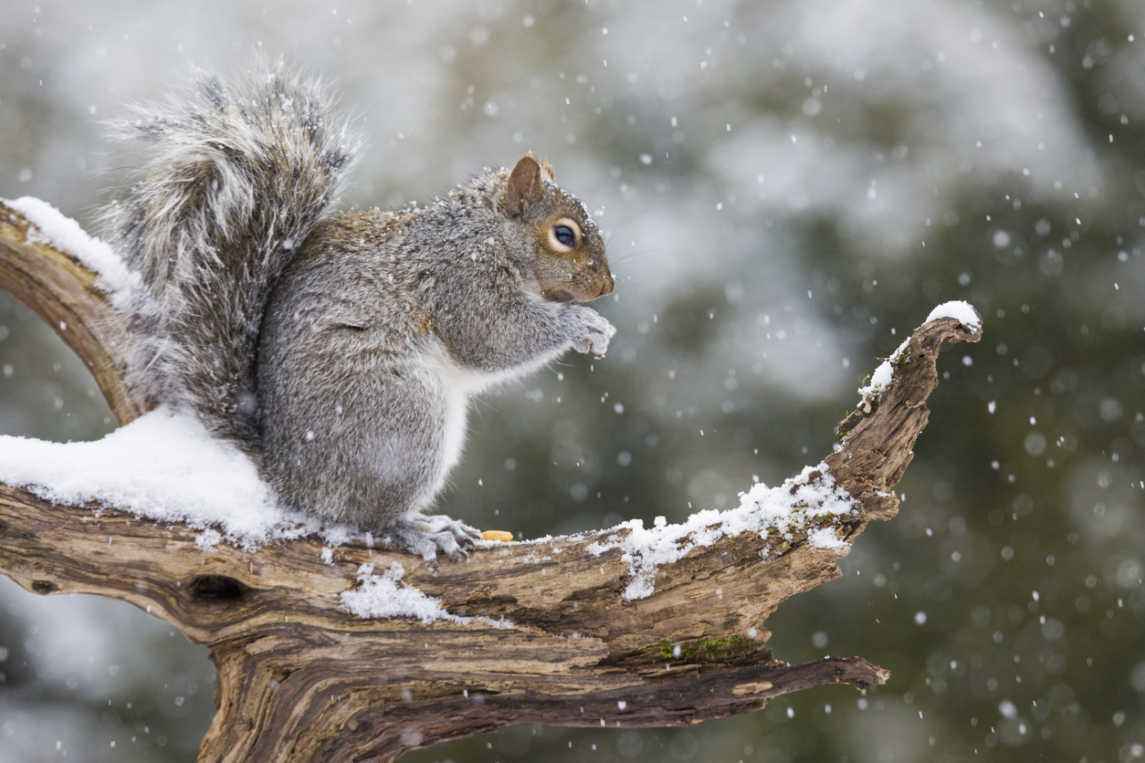 This Winter, Celebrate Your Squirrely Friends