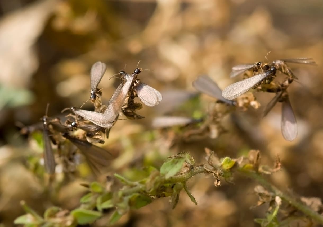 Is That a Termite? How to Identify Termites or Imposters