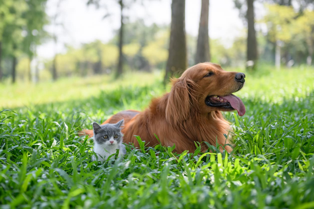 Why Heartworms are Just as Nasty as They Sound