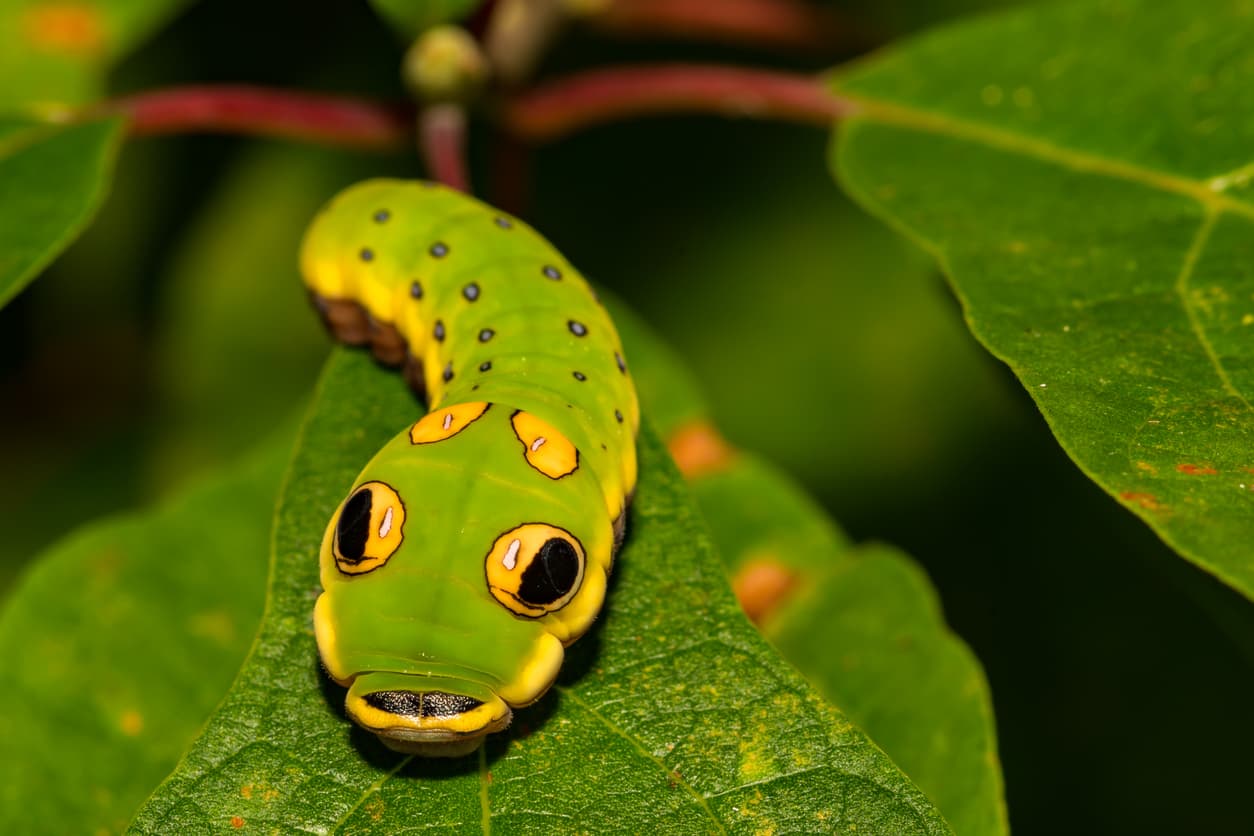 World’s Cutest Critters: 9 Adorable Bugs You Want To Cuddle