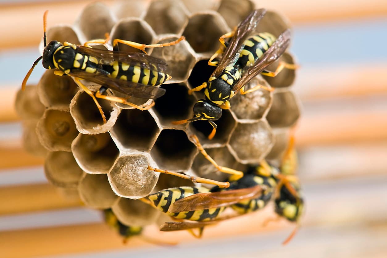 Beware of the Buzz: Wasps Who Love Houston