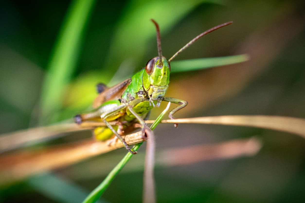 Savory Superbugs: 5 Insects That’ll Replace Protein Powder