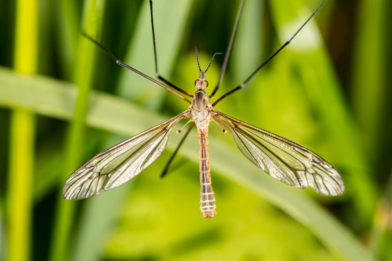 Crane Flies: Massive Mosquitoes or Friendly Fliers?