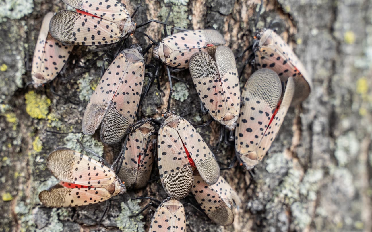 Stay One Step Ahead of Pests With These 2025 Bug Predictions