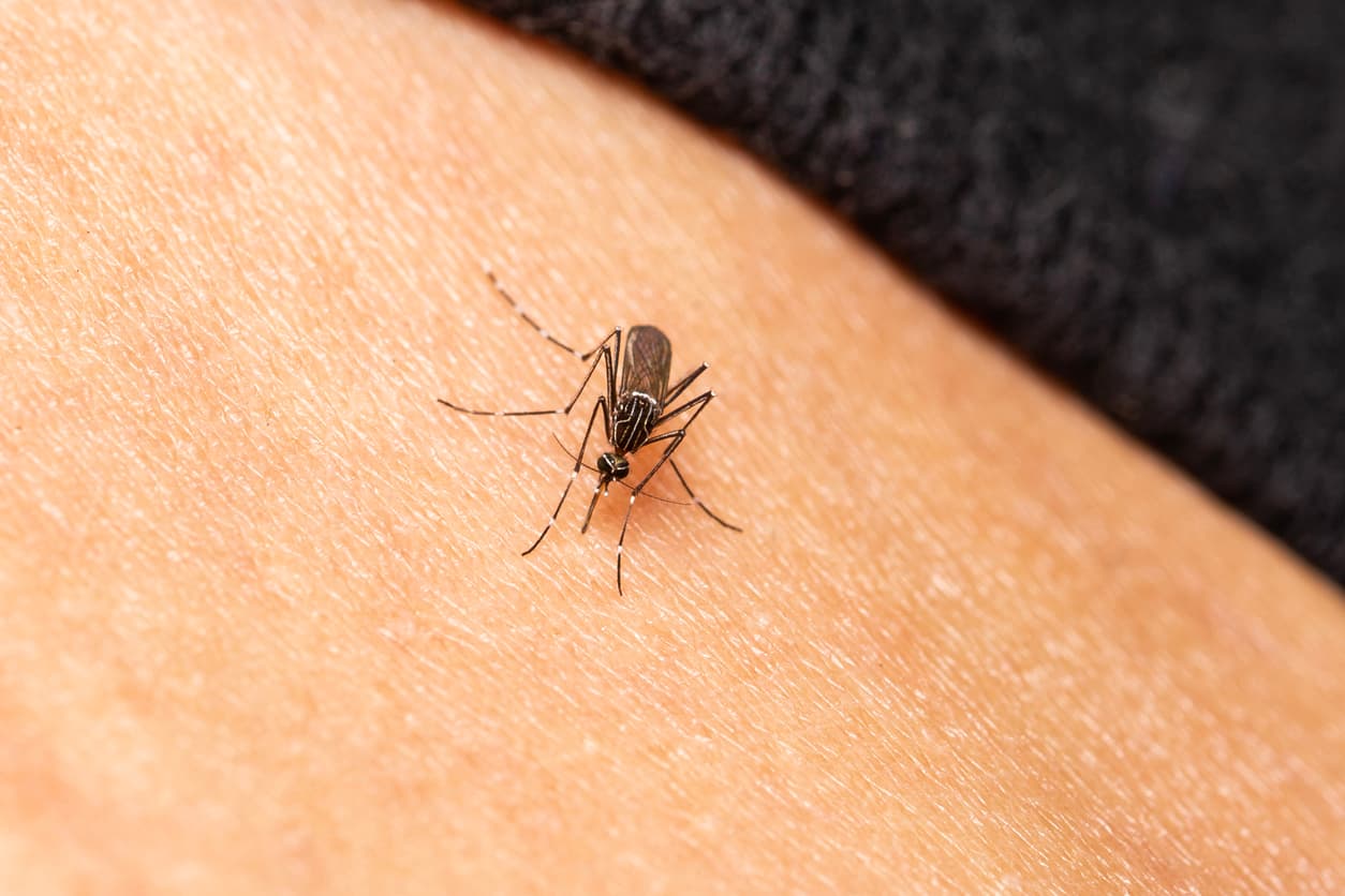 The Real Reason Mosquitoes Love You