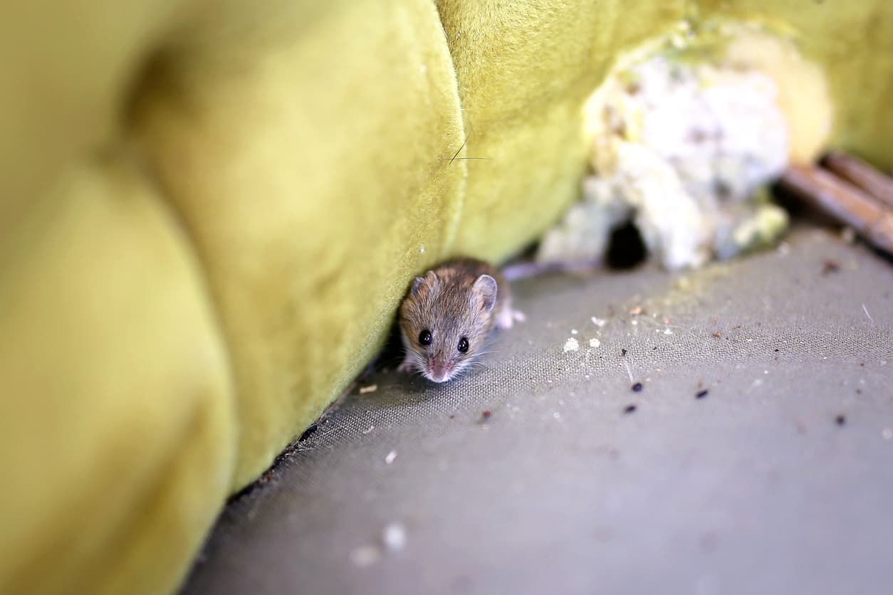 Identify Insect and Rodent Droppings in Your Home With These Tips