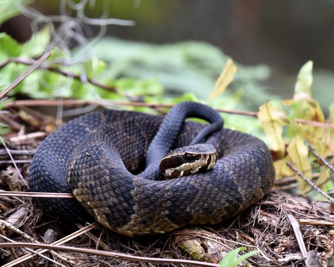 Cottonmouth Snakes
