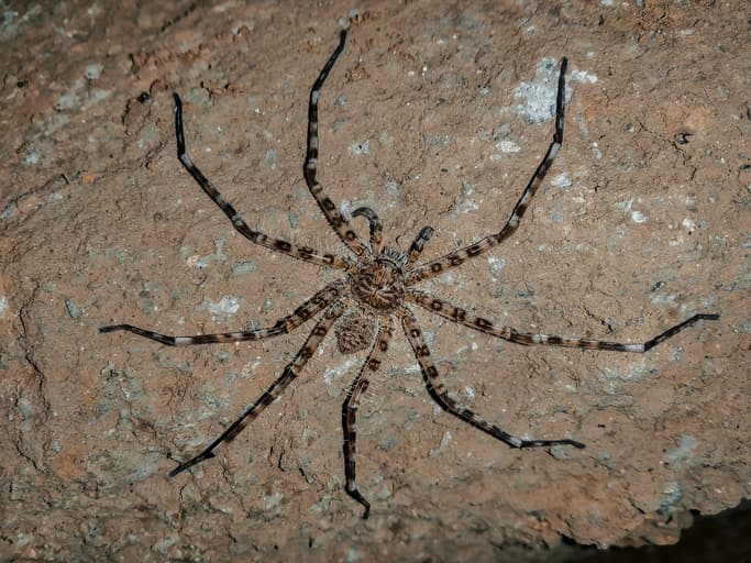 Huntsman Spiders