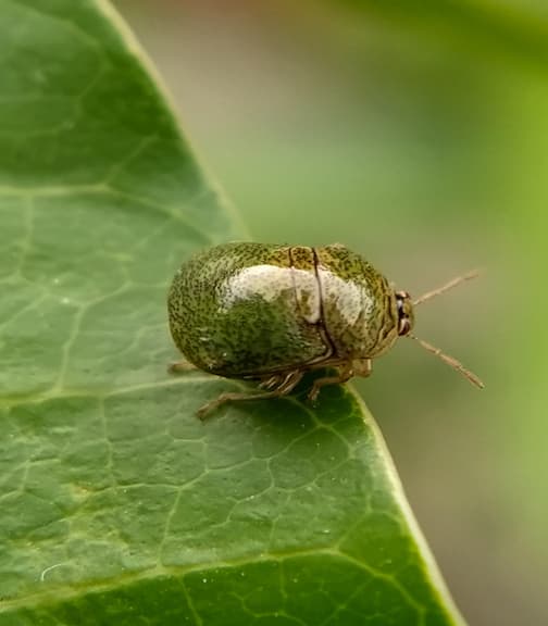 Kudzu Bugs