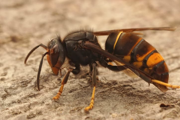 Yellow-Legged Hornets