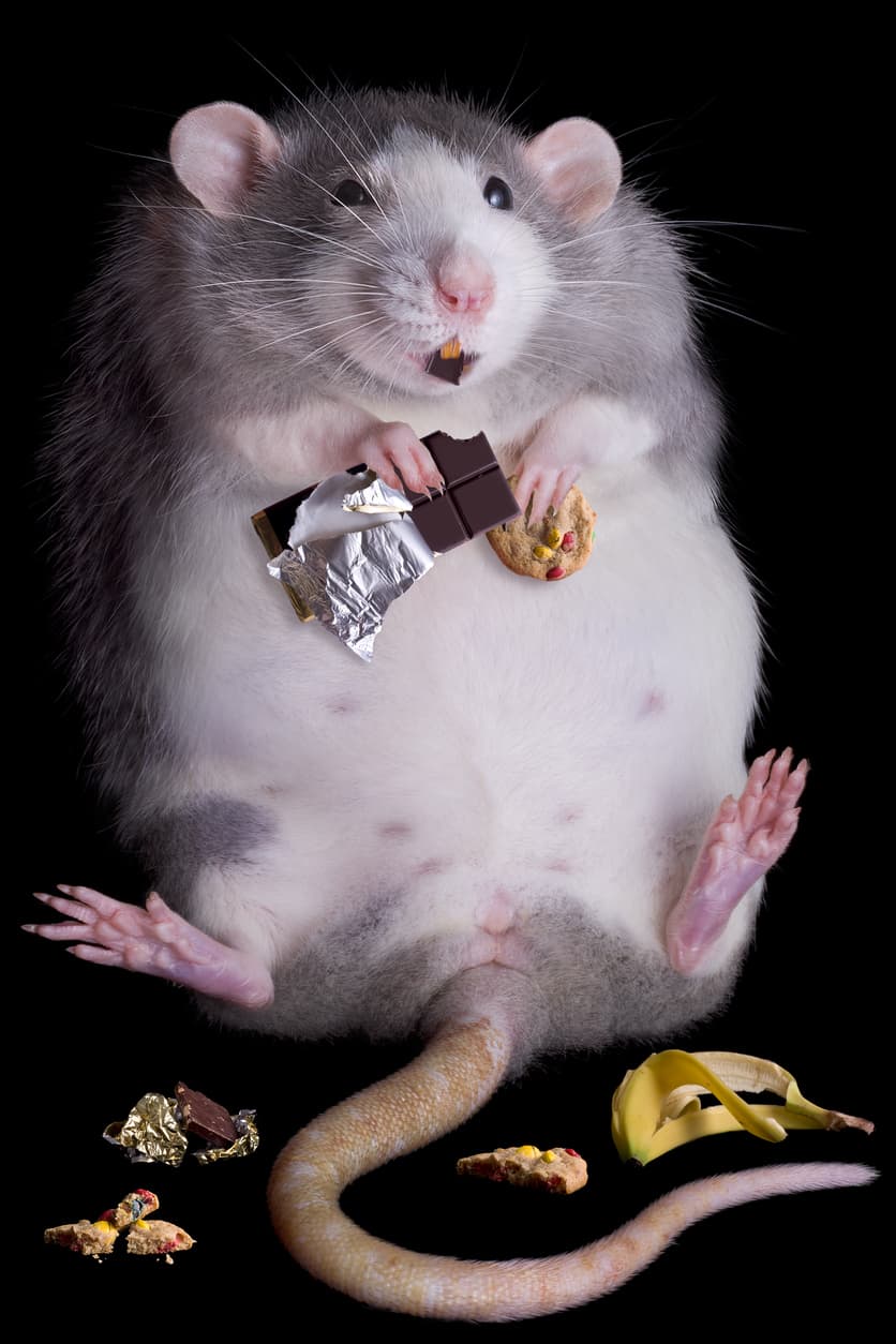 The Valentine’s Day Candy Pests Love Most