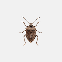 Stink Bugs
