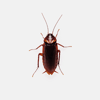 Cockroaches