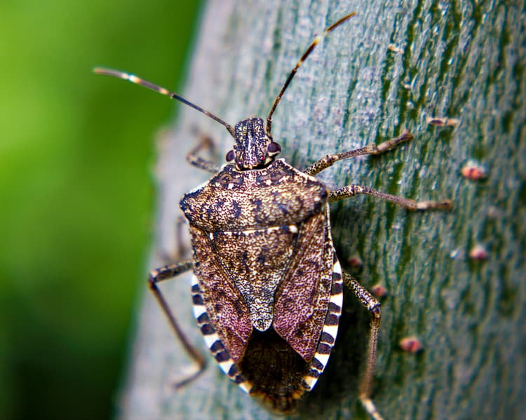Stop Stink Bug Invasions in Your Home