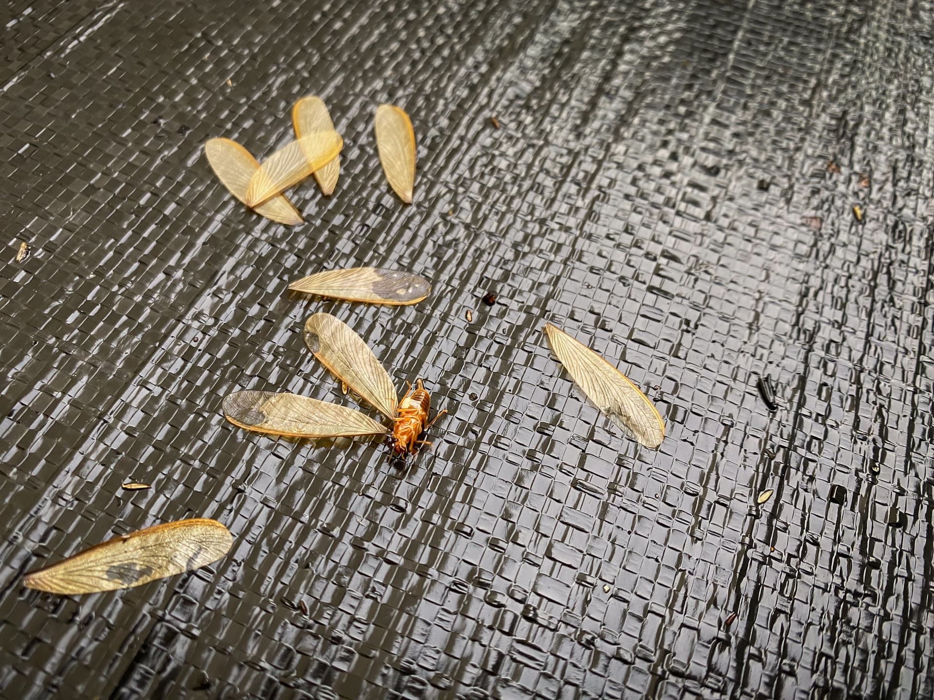 Papery Wings