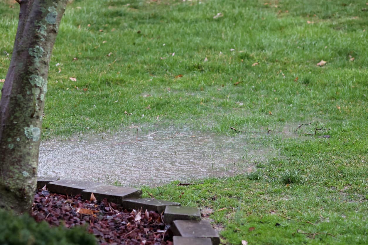 Why Rain Leads to an Insect Boom
