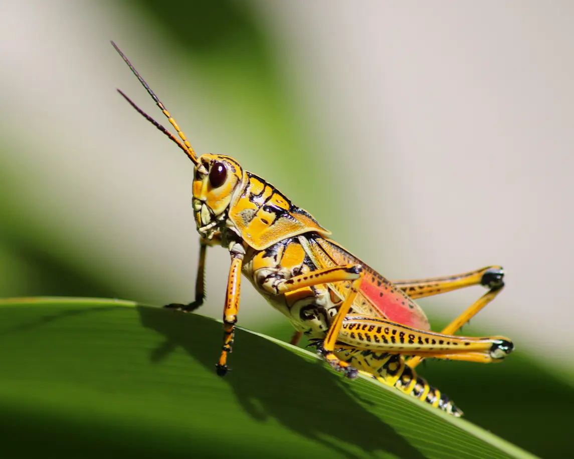 Can You Tell These Bugs Apart? 10 Bugs That Look the Same