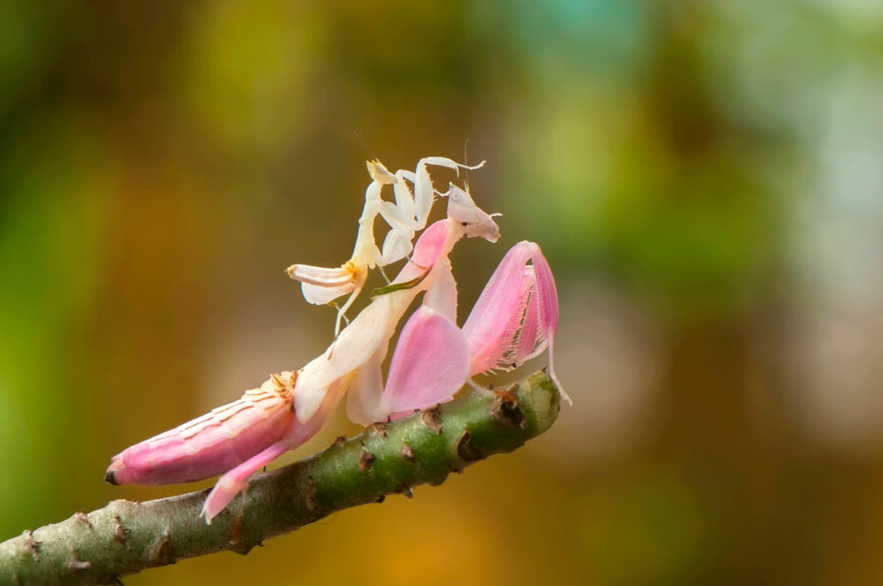 Camouflaged Bugs: How Insects Use Mimicry as Disguise