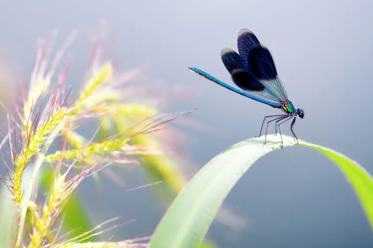 Bug Symbolism: The Spiritual Meaning Behind Common Insects