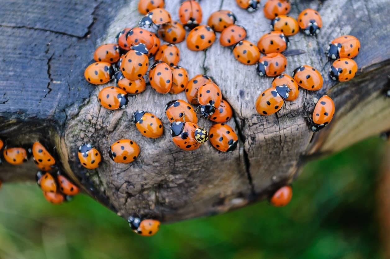 Ladybug’s Life Cycle and Why They Return Each Spring