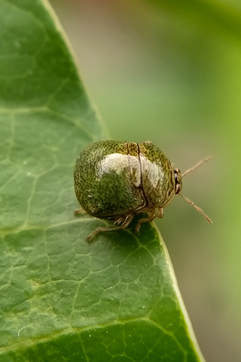 5 Insects That Invade Alabama each Fall