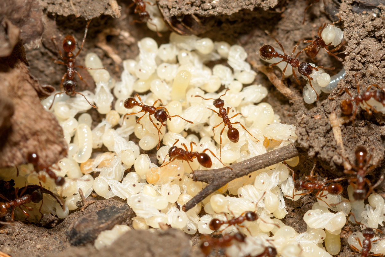 Close view of ants and ant eggs. 