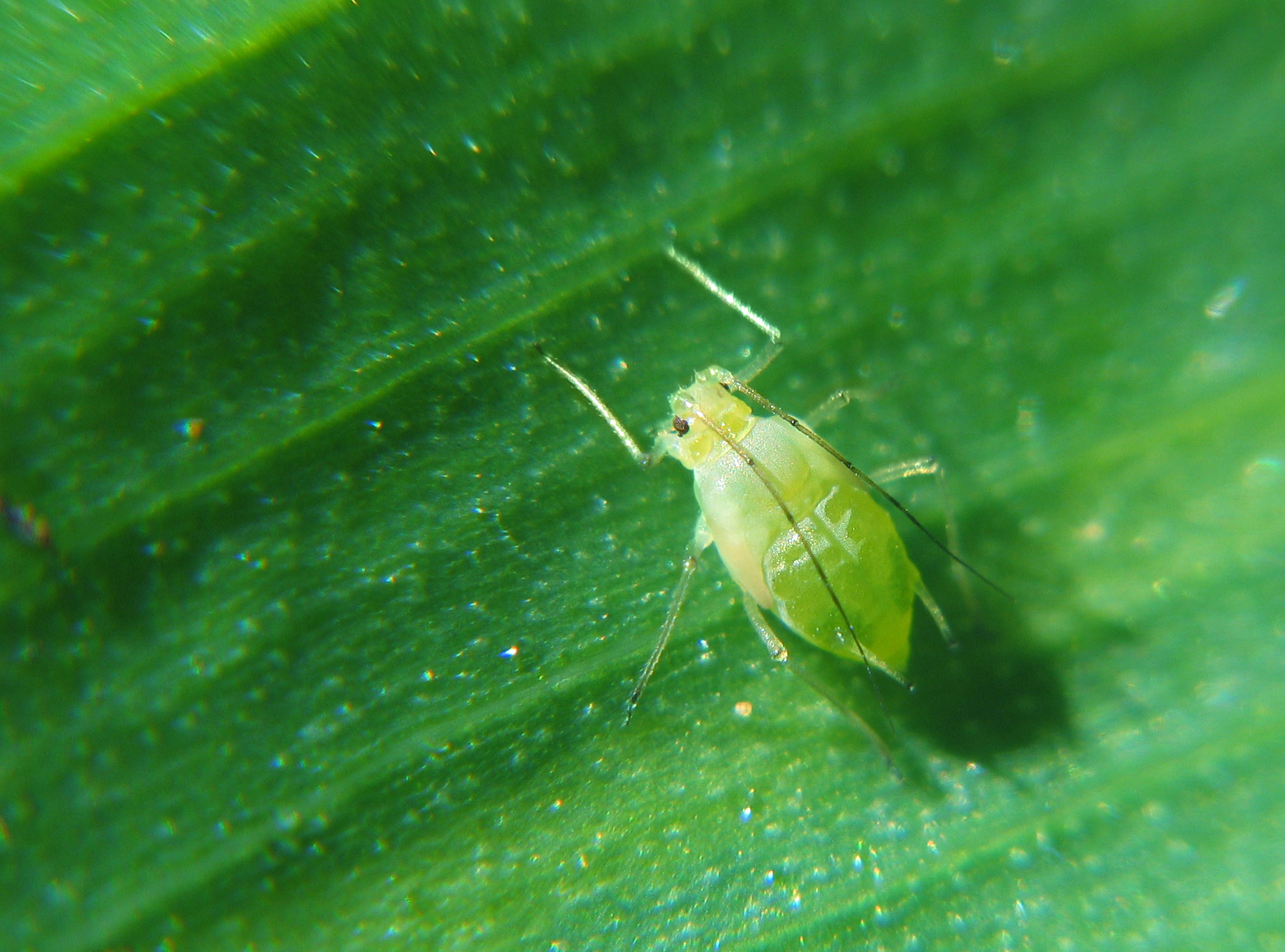 Close view of an aphid on a leaf.