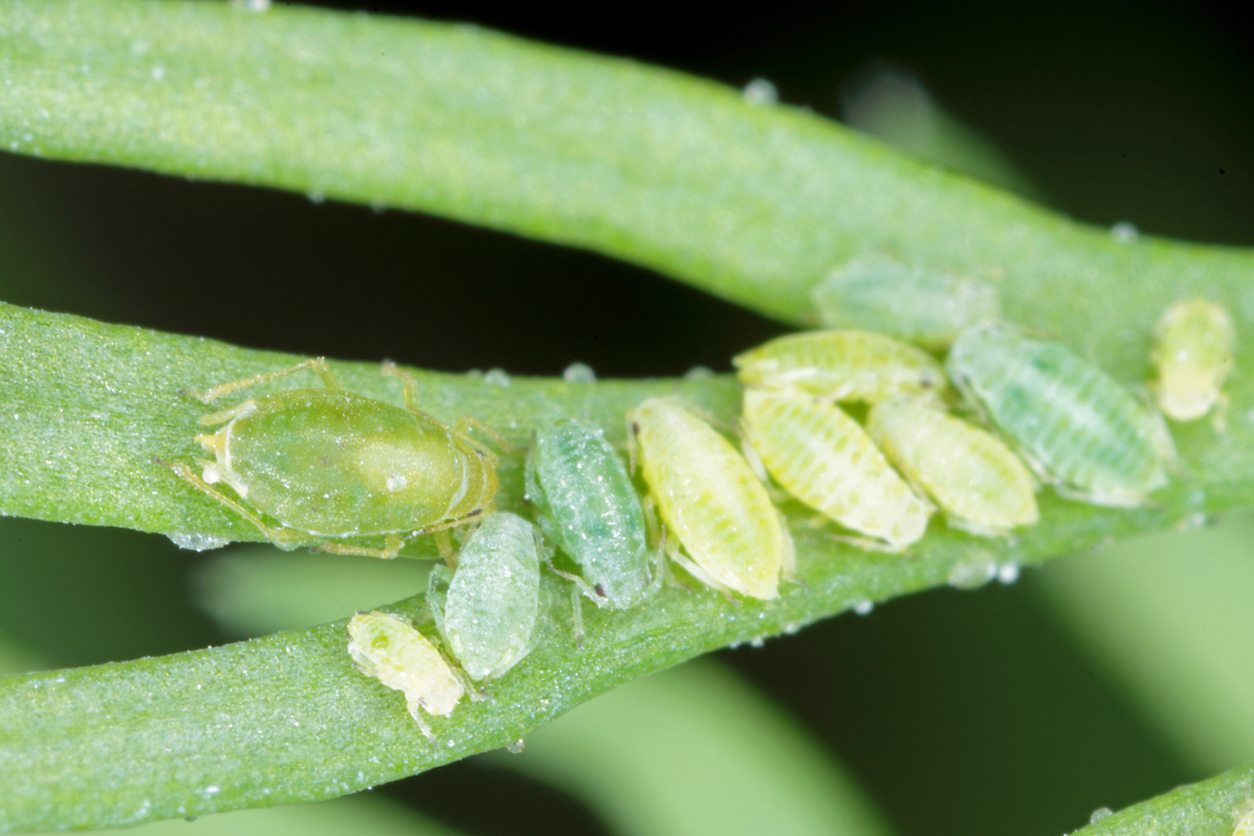 Cluster of aphids on a plant stem.