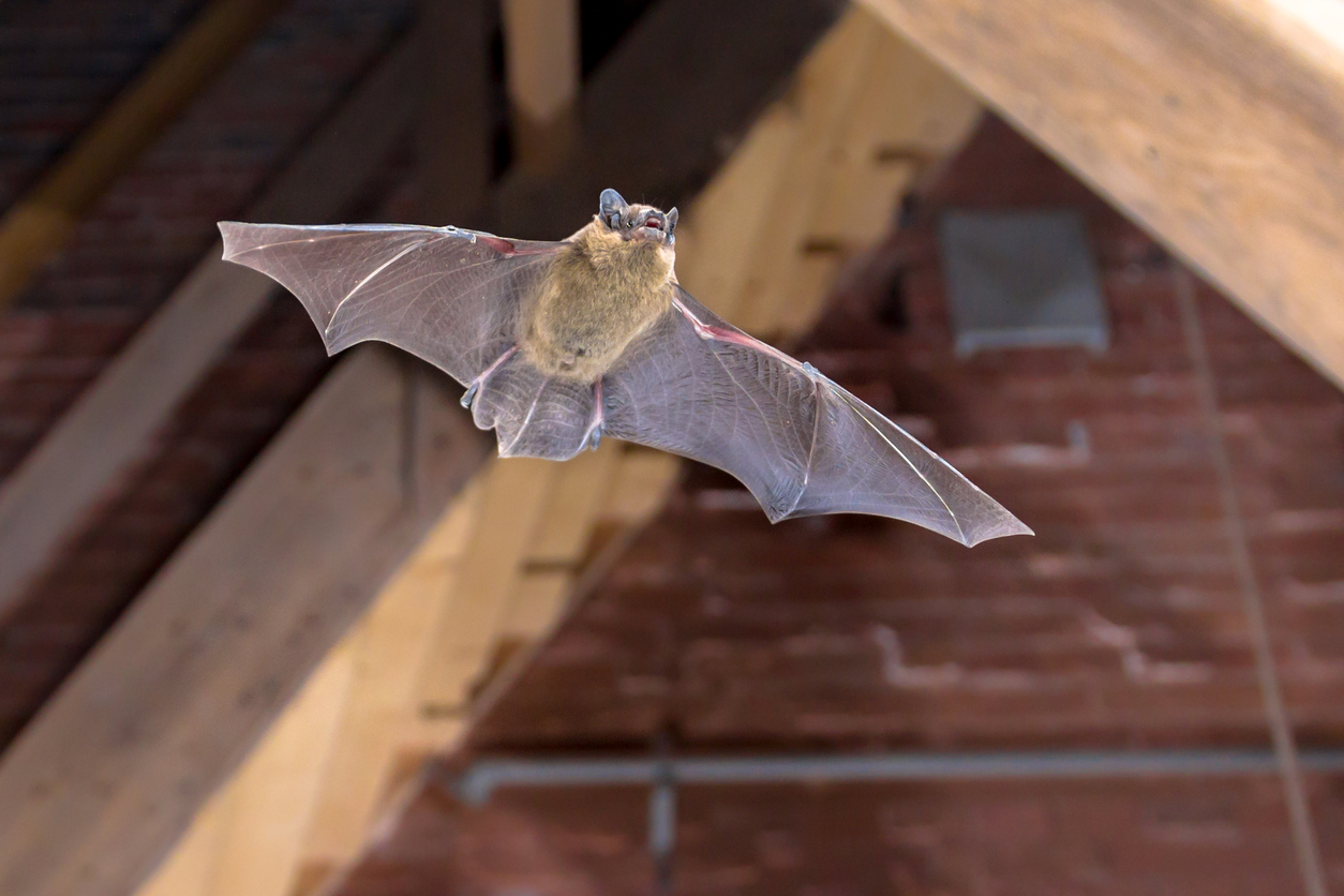 Brown bat in flight. 