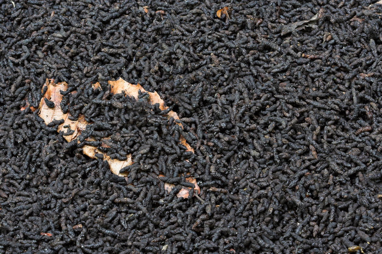 Close view of roach droppings.