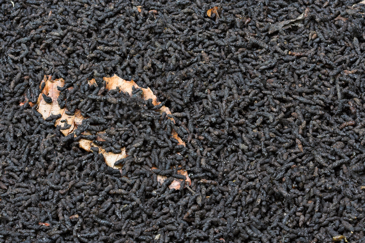 Insect Droppings In House