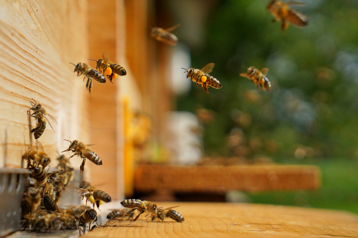 Bees entering a wooden hive.