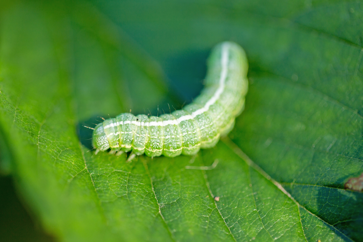 Cabbage looper on a leaf.