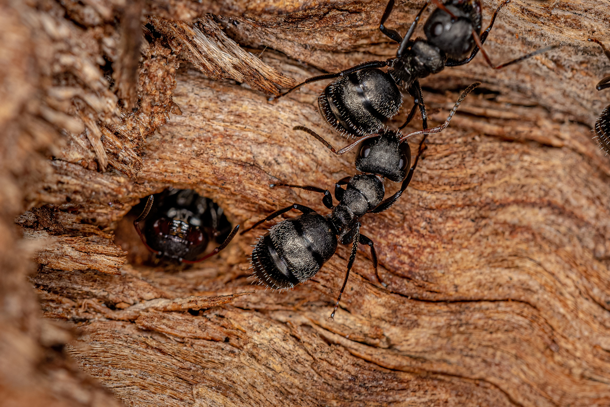 Black termites deals