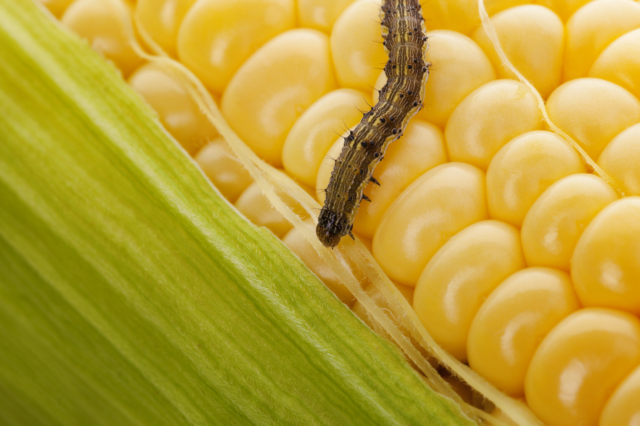 Corn earworm on an ear of corn. 