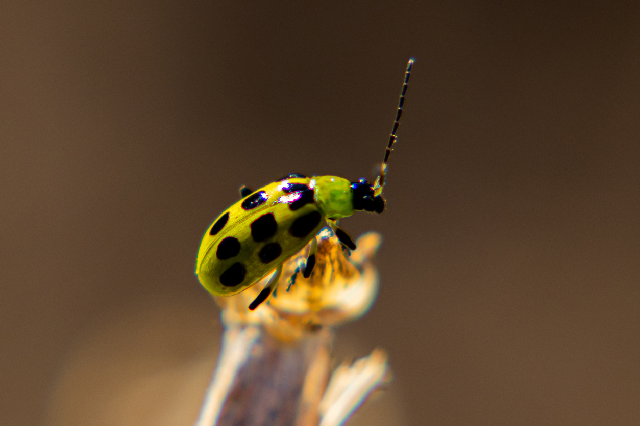 Cucumber beetle perched on a plant.