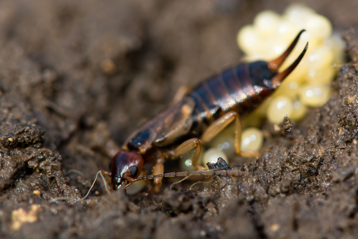 Close view of a mother earwig and her eggs.