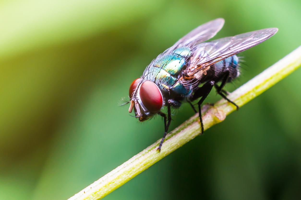 Close view of a fly on a plant stem.