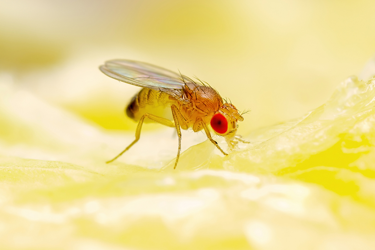 Are Those Fruit Flies, Drain Flies, or Fungus Gnats?