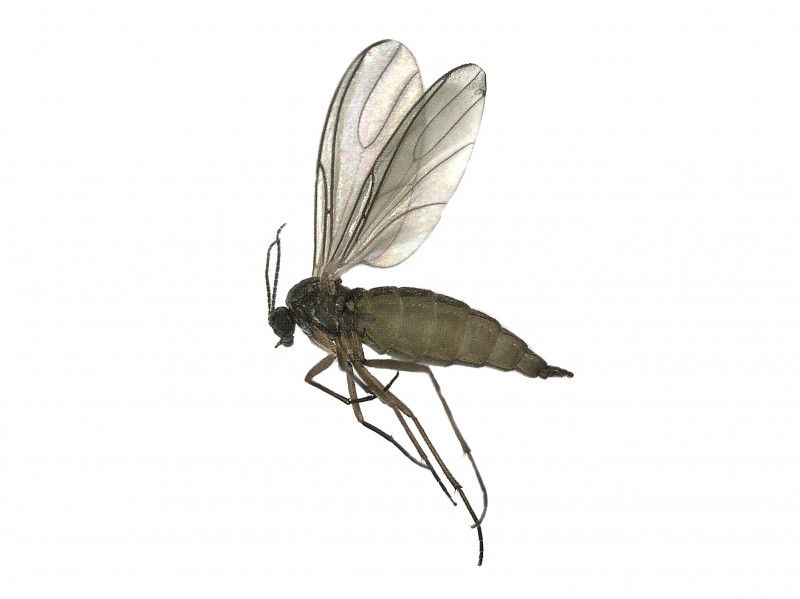 how to tell if you have fungus gnats